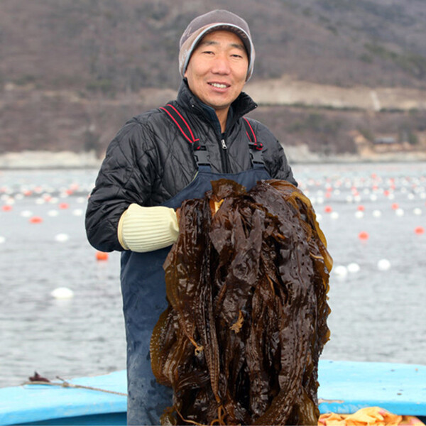 (신선집중) 15%+7% / (완도맘) 완도 <b>곰피</b> 미역 생 쇠미역2kg 당일채취