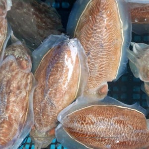 쫀득함 갑 중에 갑, 손질 갑오징어 800g 3~5미 (급냉)