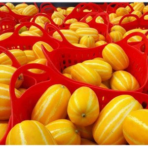 (신선집중) 산지직송 당도선별 가정용  성주참외 10kg 랜덤 실중량  파손방지