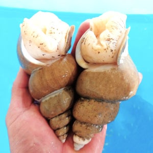 바다의 달큼함 가득 머금은 구룡포 백골뱅이 1kg(50미 내외)