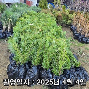 착한가격 나무생각 / 편백나무 / 실생2년 / 연결 포트