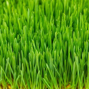 자연에서바로 국내산 무농약 새싹보리 생밀싹 1kg <b>클렌즈</b>주스
