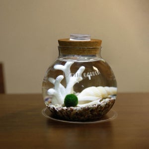 LED 원형어항 (소) 물 속 친구들과 마리모 키우기세트 (마리모 사이즈 M)