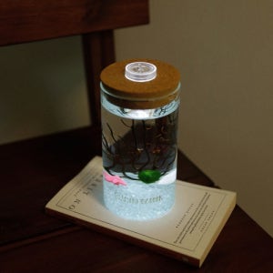 LED 원기둥어항 물 속 친구들 마리모 키우기세트 (마리모 사이즈 M)