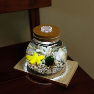 LED 원형어항 (대) 물 속 친구들과 마리모 키우기세트 (마리모 사이즈 S)