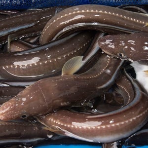 국내산 자연산 통영 바다장어 구이용1kg 대 (2~4미)