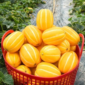 달찐과일 고당도 성주 참외 1.5kg 2kg 3kg