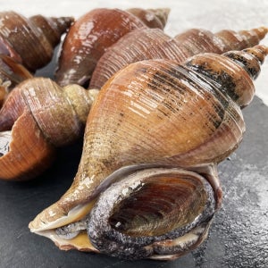 쫀득쫀득 씹는 식감 좋은 명주매물고동(나발고동) 1kg(6~10미)