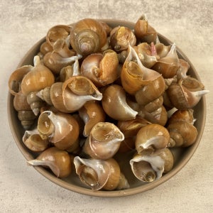 당일 조업 동해안 참골뱅이(백골뱅이) 1kg