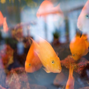 파크호텔 & 콩그레스 센터 필센