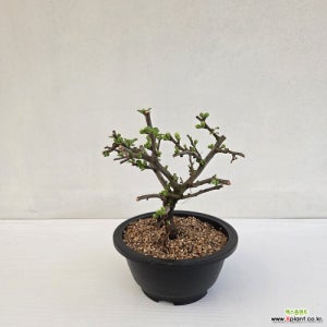 백장수매화 분재 나무