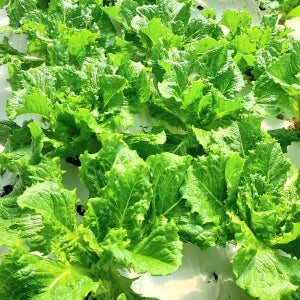 산지직송 상추 4kg 청양 적상추 청상추 꽃상추