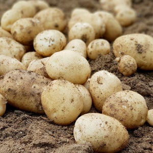 친환경팔도 햇 개진감자(특) 3kg