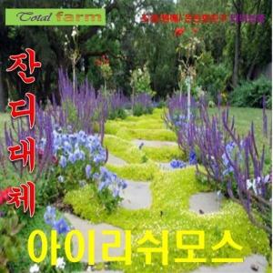 잔디대체 <b>아이리쉬</b><b>모스</b> 1000립 씨앗 꽃씨 모종 구근 희귀꽃 심는꽃 야생화 봄 여름 가을 겨울