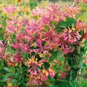 신품종 인동 특선