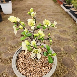 백장수매화 0035 분재 나무