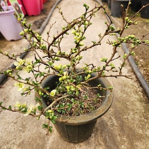 백장수매화 0023 분재 나무