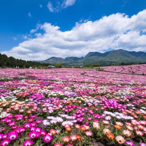 홈쇼핑인기상품 규슈패키지여행 3~4일 탄가시장 시모노세키 일본