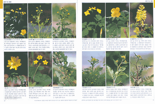 식물관찰도감