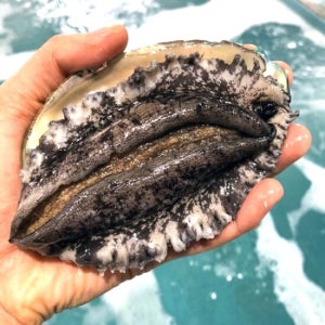 국내산 완도 전복 활전복 1kg