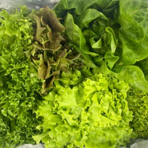 분무경 재배 GAP 유러피안 샐러드 채소믹스 1kg