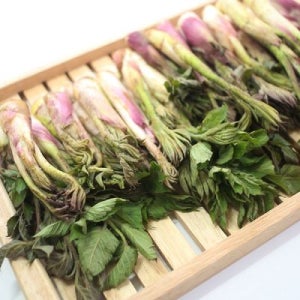 국내산 남해 해풍 땅두릅 장아찌용 2kg