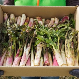 국내산 남해 해풍 땅두릅 특품 2kg