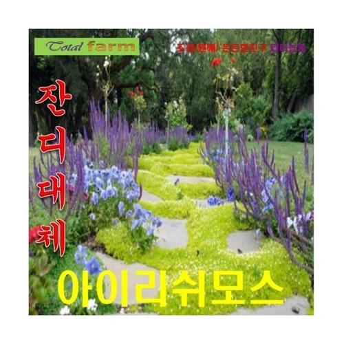 (잔디대체 약3평 <b>아이리쉬</b><b>모스</b> 씨앗) 2000립
