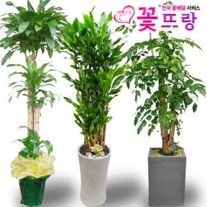 전국꽃배달2m대형화분 행운목 개업화분 당일꽃배달