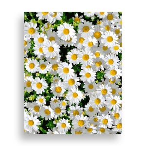 데이지 [셀리라]