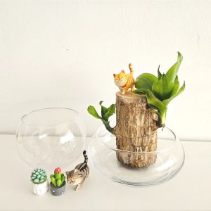 수경식물 수경재배 공기정화식물 행운목 고양이세트, 양형제농원