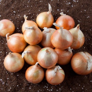 황토밭 해풍맞고 자라 단단한 조생 무안 양파 3kg(11개 내외)
