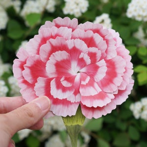 6월 탄생화 카네이션 메세지 카드 편지지 세트🌸, 아브젝시옹 ABJECTION