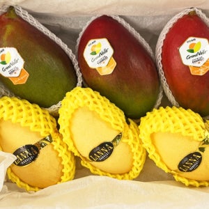 애플망고 골드망고 혼합 선물세트 (6과)