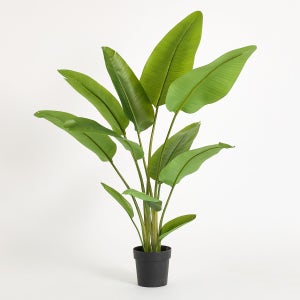 바나나 팜 트리