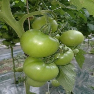 소양강 토마토 10kg   찰토마토 못난이  쥬스용 크기 (소과) 4~5번과  강원도 산지