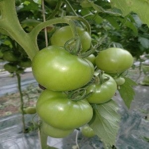 소양강토마토 5kg 못난이 쥬스용 찰토마토 쥬스용 크기( 소과)  4~5번과