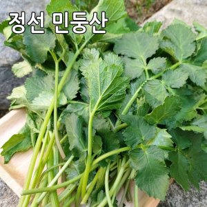 어수리나물 4kg 강원도 정선 민둥산 노지재배 산나물 어수리