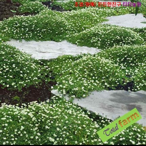 <b>아이리쉬</b> <b>모스</b> 씨앗 50립 (Irish Moss)