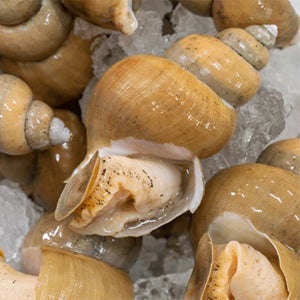 동해에서 잡은 자연산 백골뱅이 1kg(소 중 대)