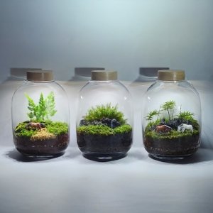 이끼 테라리움 키트 BOM 테라리움 비단이끼 세트 제주숲길 외