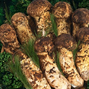 자연산 송이버섯 부모님 어른 고급 <b>설날</b> 추석 명절 <b>선물</b>세트