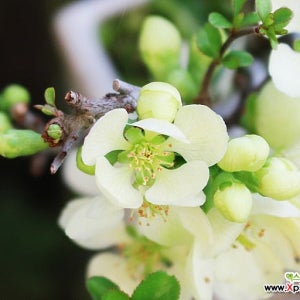 외목대로 수형이 예쁜 백장수매화 분재 나무