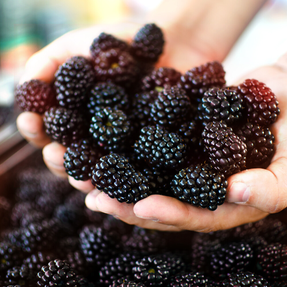 산들해 지리산 슈퍼<b>복분자</b> 5kg 급냉 2차 선별포장