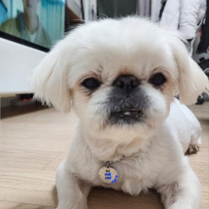 반려동물 미아방지 인식표 애견,애묘목걸이 (추가금X), 욤욤언니