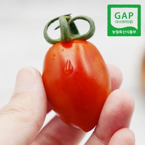 GAP 대추방울토마토 5kg 혼합과 로얄과 당일수확 농장직송 봄나루