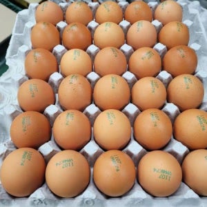 [알부자집] 무항생제 왕란 90개 (30구X3판)[왕란90개]