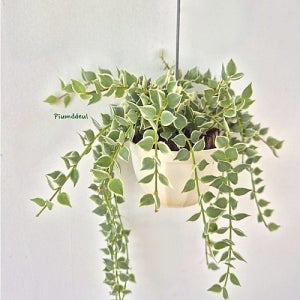 피움뜰 디시디아 밀리언하트 바리에가타 희귀 무늬 행잉식물 꽃 나무 공기정화식물