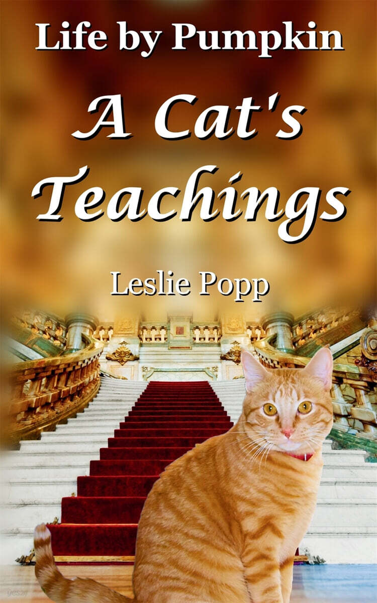 Life by Pumpkin (A Cat’s Teachings)