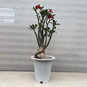 사막의 장미 석화 특대품 바오밥나무 아데니움 실내 식물 화분 공기정화식물